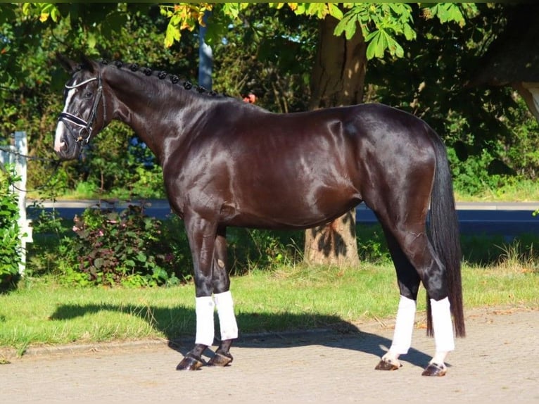 Hannover Giumenta 4 Anni 168 cm Morello in Selsingen