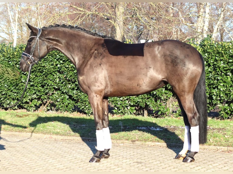 Hannover Giumenta 4 Anni 168 cm Morello in Selsingen