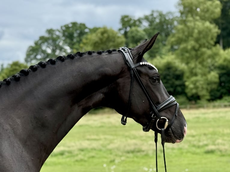 Hannover Giumenta 4 Anni 168 cm Morello in Wallenhorst