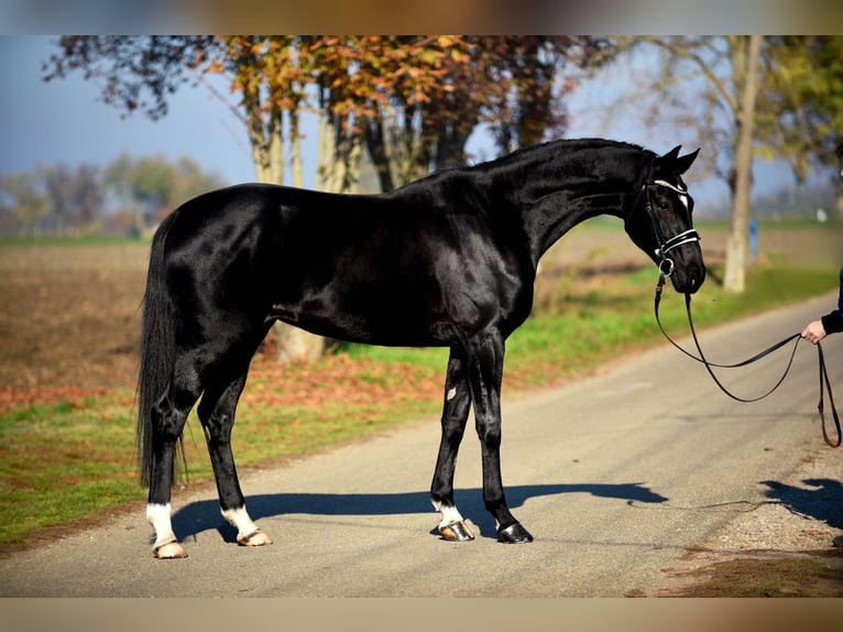 Hannover Giumenta 4 Anni 168 cm Morello in Cegléd