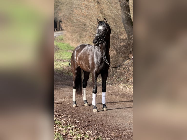 Hannover Giumenta 4 Anni 168 cm Morello in Schenklengsfeld
