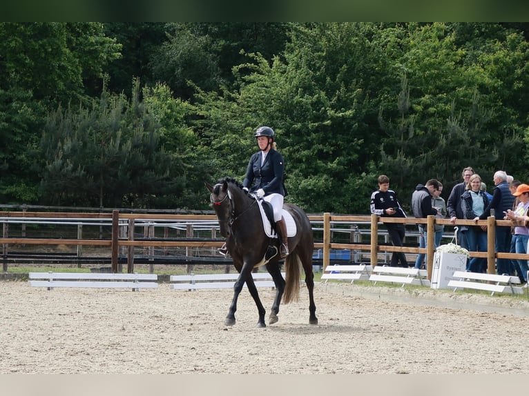 Hannover Giumenta 4 Anni 168 cm Può diventare grigio in Lohne (Oldenburg)