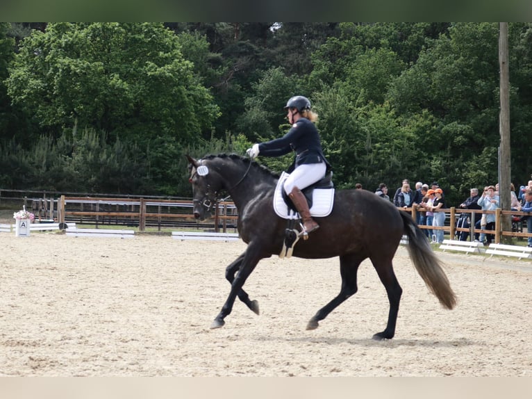 Hannover Giumenta 4 Anni 168 cm Può diventare grigio in Lohne (Oldenburg)