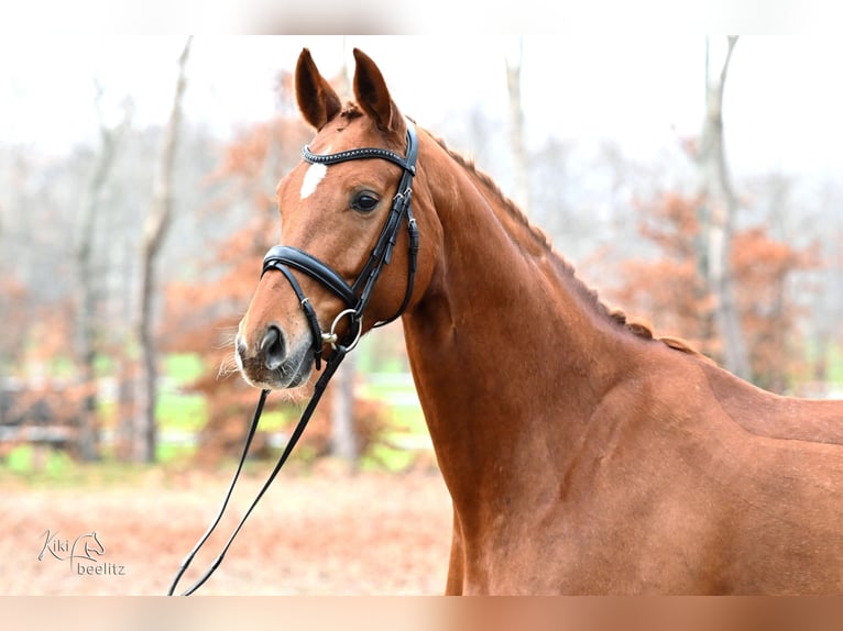 Hannover Giumenta 4 Anni 168 cm Sauro in Kutenholz
