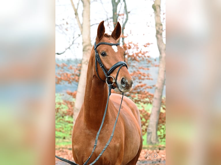 Hannover Giumenta 4 Anni 168 cm Sauro in Kutenholz