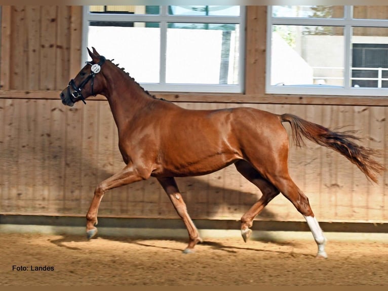 Hannover Giumenta 4 Anni 168 cm Sauro in Weil