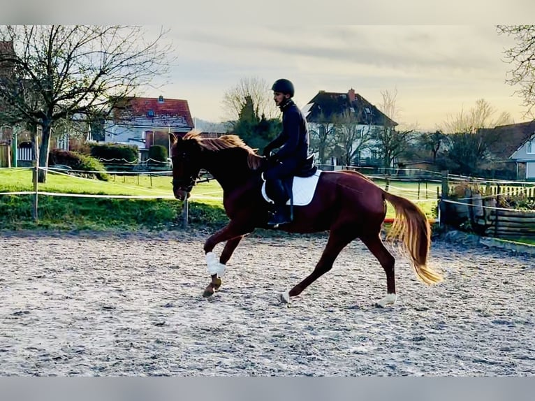 Hannover Giumenta 4 Anni 168 cm Sauro in Dransfeld