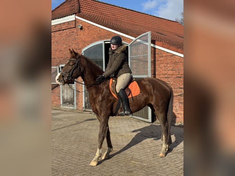 Hannover Giumenta 4 Anni 168 cm Sauro in Moormerland