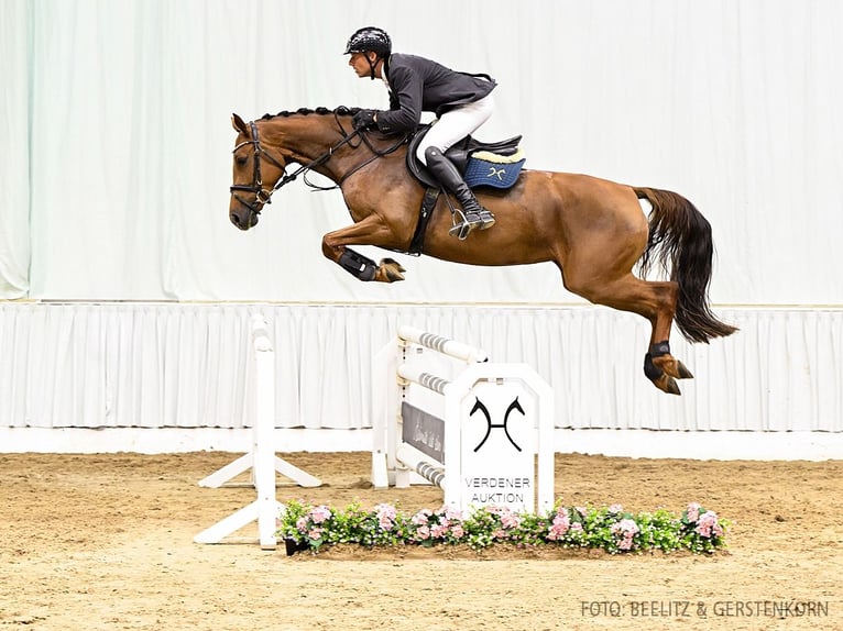 Hannover Giumenta 4 Anni 168 cm Sauro in Verden