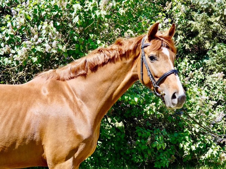 Hannover Giumenta 4 Anni 168 cm Sauro scuro in Wedemark