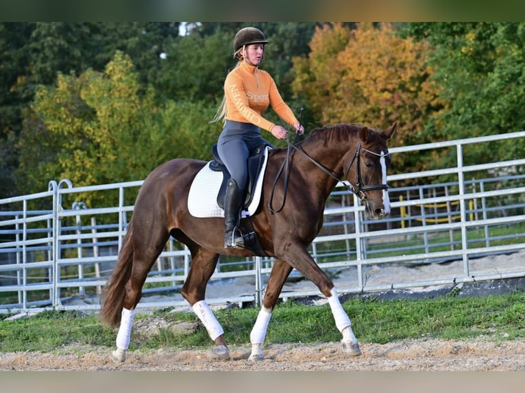 Hannover Giumenta 4 Anni 168 cm Sauro scuro in W&#xFC;rzburg