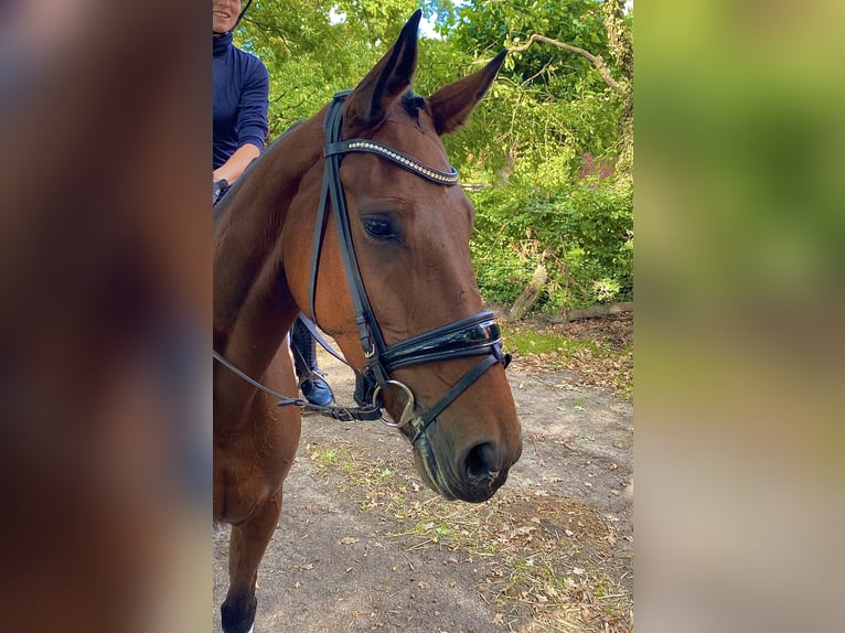Hannover Giumenta 4 Anni 169 cm Baio in Langwedel