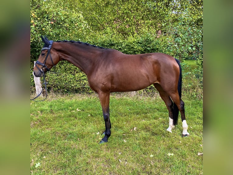 Hannover Giumenta 4 Anni 169 cm Baio in Langwedel