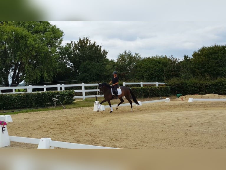 Hannover Giumenta 4 Anni 169 cm Baio in Weeze