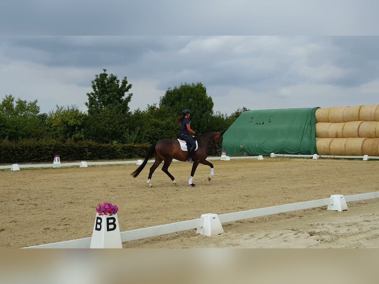 Hannover Giumenta 4 Anni 169 cm Baio in Weeze