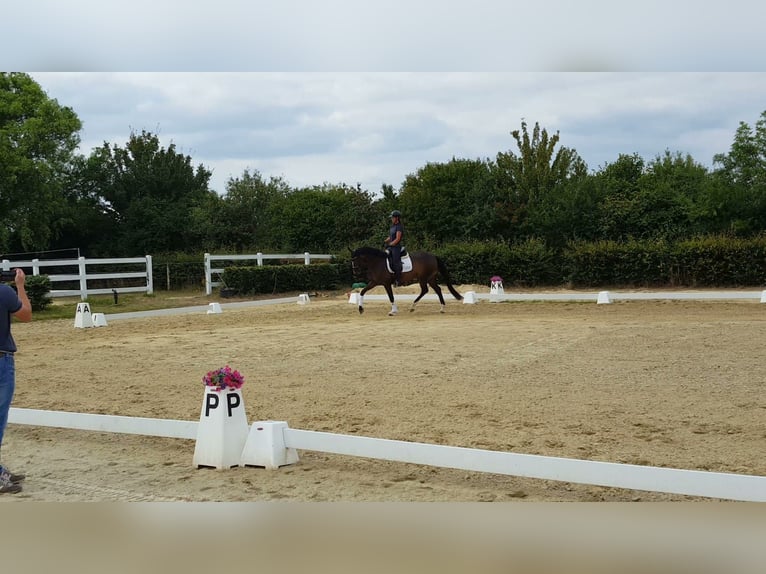 Hannover Giumenta 4 Anni 169 cm Baio in Weeze