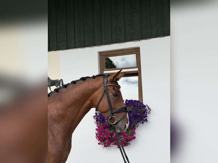 Hannover Giumenta 4 Anni 169 cm Baio in Rottenburg an der Laaber