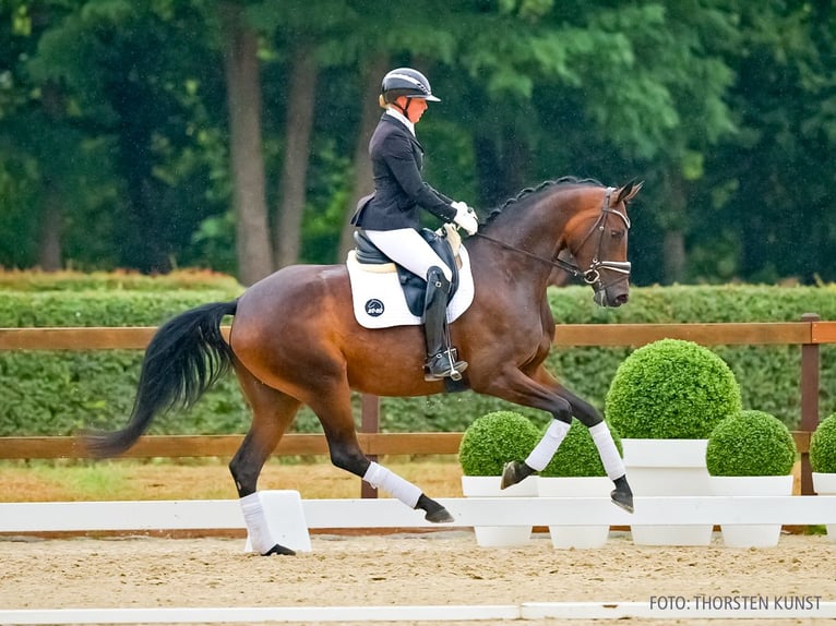 Hannover Giumenta 4 Anni 169 cm Baio scuro in Verden