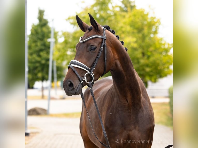 Hannover Giumenta 4 Anni 169 cm Baio scuro in Verden