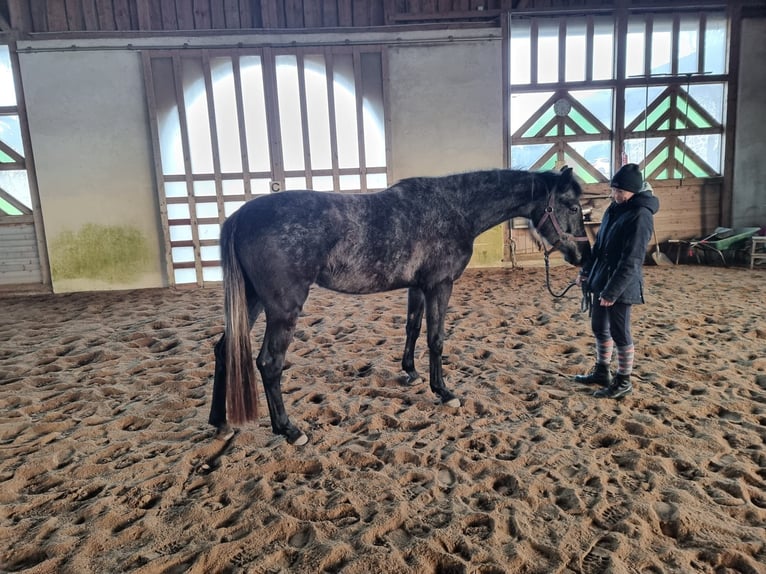 Hannover Giumenta 4 Anni 169 cm Grigio ferro in Windhaag bei Perg
