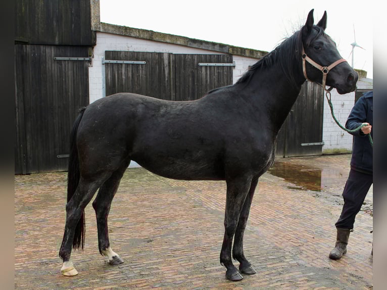 Hannover Giumenta 4 Anni 169 cm Morello in Bunderhee
