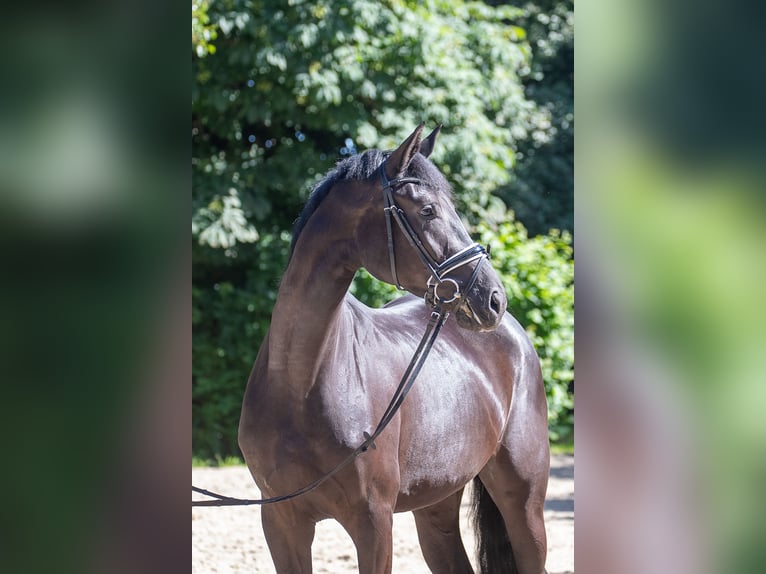 Hannover Giumenta 4 Anni 169 cm Morello in Geestland