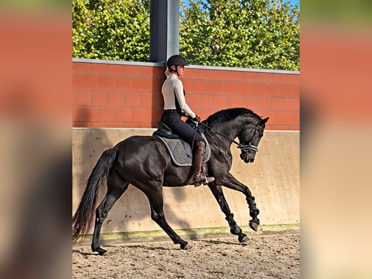 Hannover Giumenta 4 Anni 169 cm Morello in Krefeld