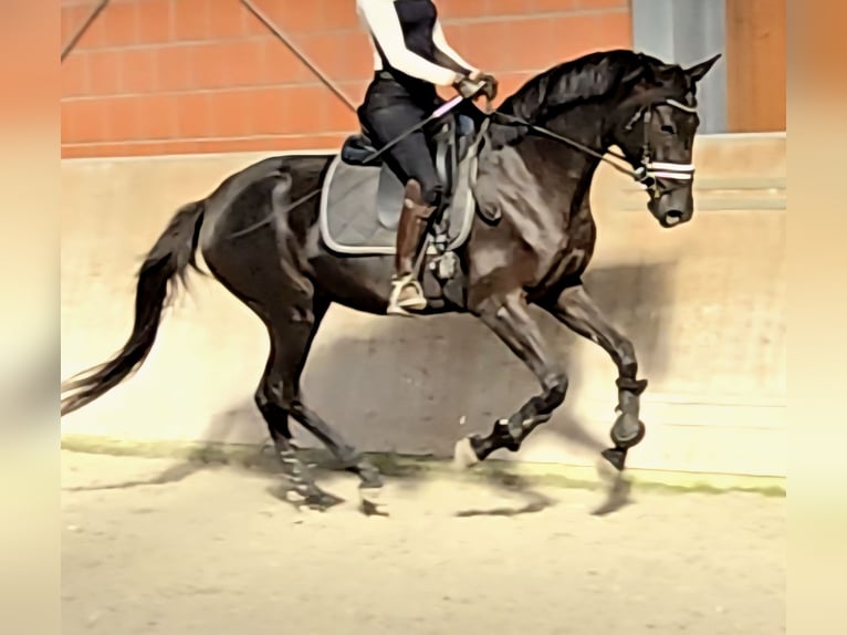 Hannover Giumenta 4 Anni 169 cm Morello in Krefeld