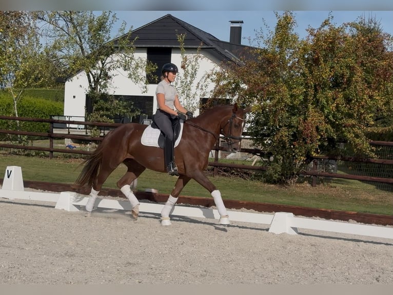 Hannover Giumenta 4 Anni 169 cm Sauro in Sankt Vith