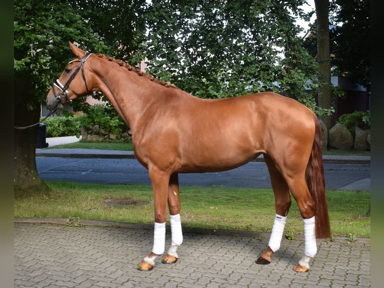 Hannover Giumenta 4 Anni 169 cm Sauro in Fredenbeck