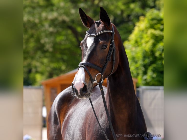 Hannover Giumenta 4 Anni 169 cm Sauro in Verden