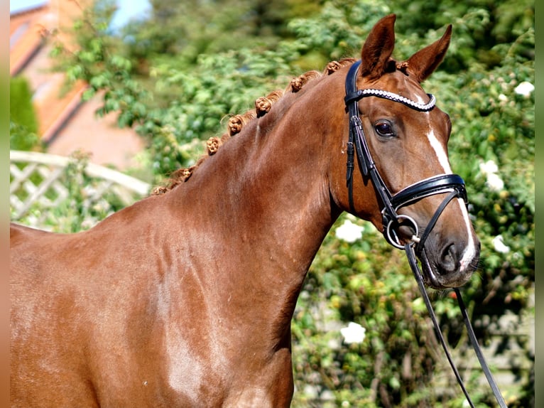 Hannover Giumenta 4 Anni 169 cm Sauro scuro in Hohenfelde