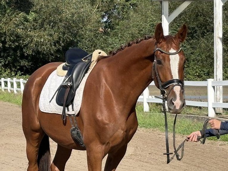 Hannover Giumenta 4 Anni 169 cm Sauro scuro in Verden (Aller)