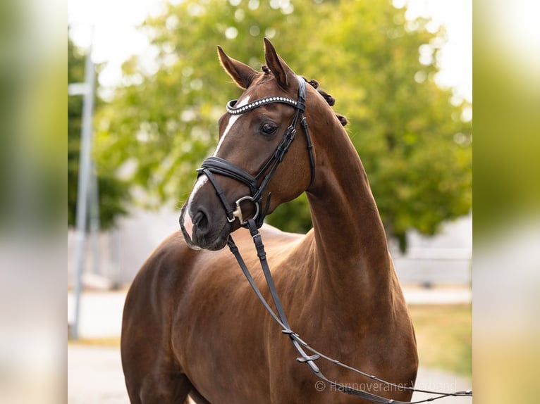 Hannover Giumenta 4 Anni 169 cm Sauro scuro in Verden