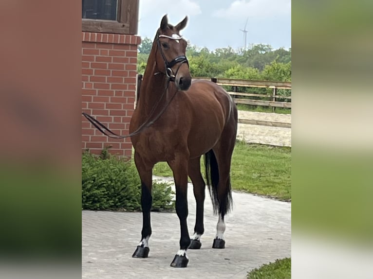 Hannover Giumenta 4 Anni 170 cm Baio in Barver