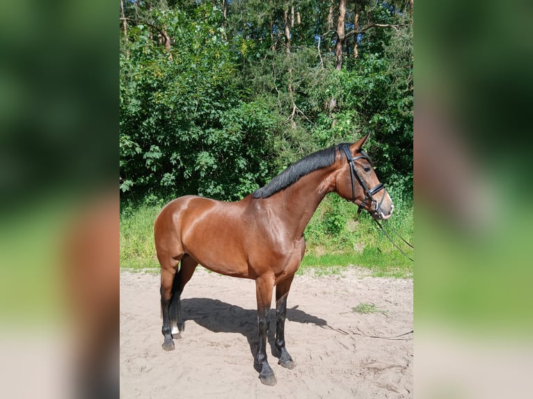 Hannover Giumenta 4 Anni 170 cm Baio in Barenburg