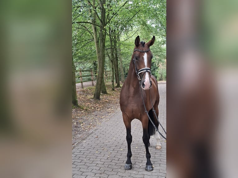 Hannover Giumenta 4 Anni 170 cm Baio in Barenburg