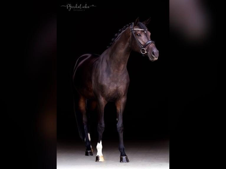 Hannover Giumenta 4 Anni 170 cm Baio in Lechbruck