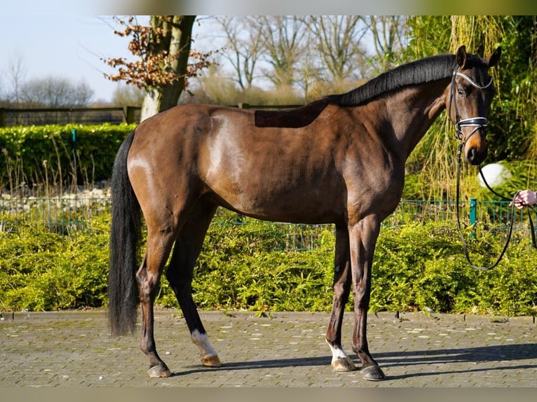 Hannover Giumenta 4 Anni 170 cm Baio in Coesfeld