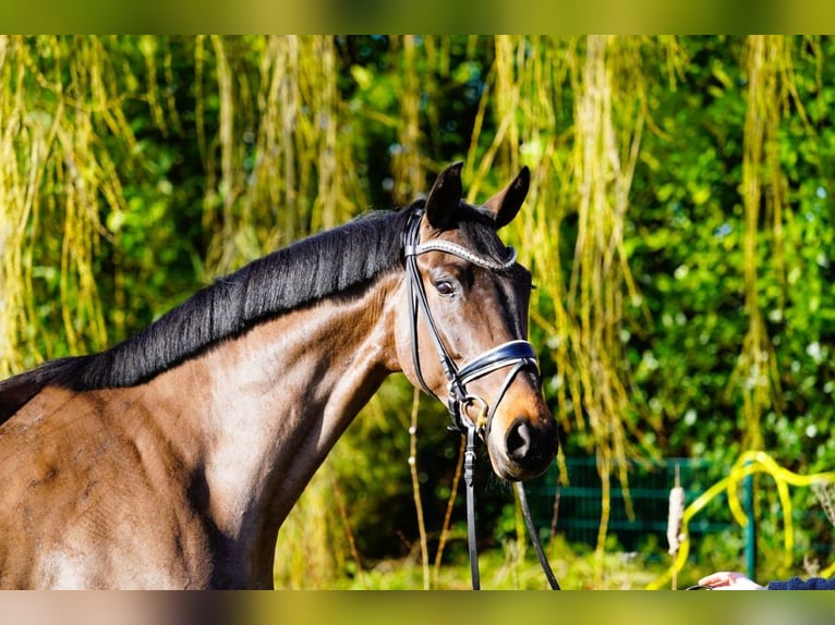 Hannover Giumenta 4 Anni 170 cm Baio in Coesfeld