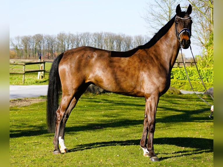 Hannover Giumenta 4 Anni 170 cm Baio in Coesfeld