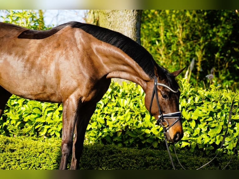 Hannover Giumenta 4 Anni 170 cm Baio in Coesfeld