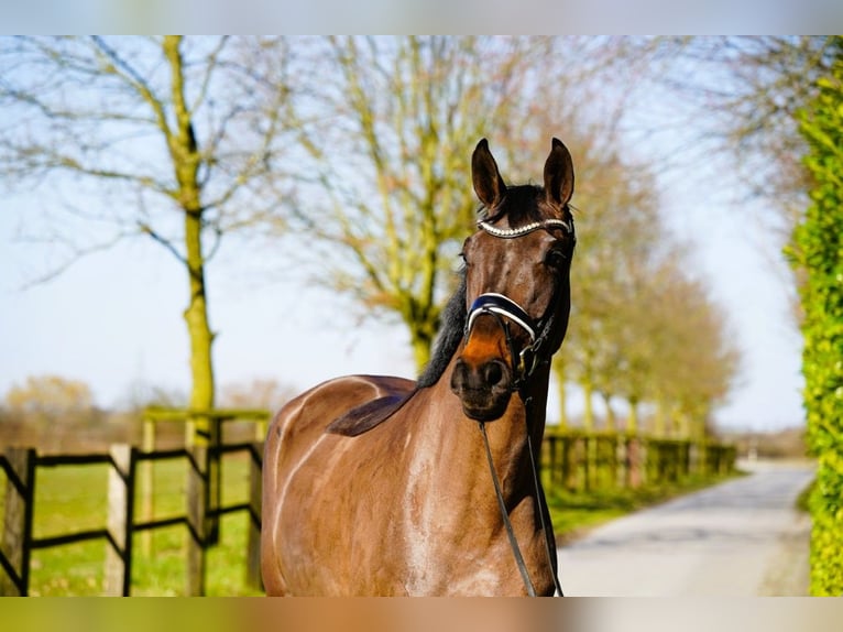 Hannover Giumenta 4 Anni 170 cm Baio in Coesfeld