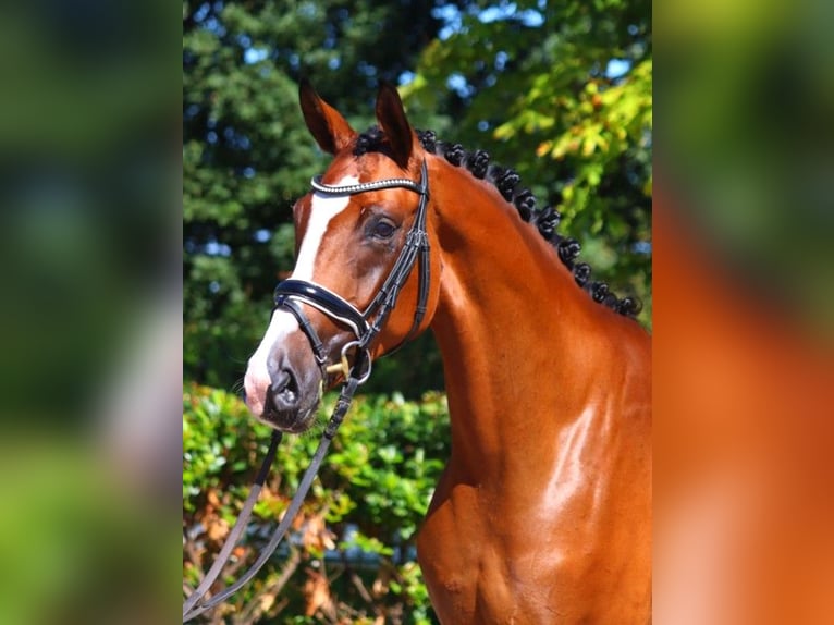 Hannover Giumenta 4 Anni 170 cm Baio in Selsingen