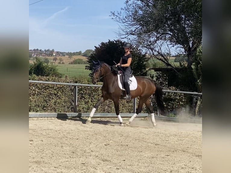 Hannover Giumenta 4 Anni 170 cm Baio in Bad Dürrheim