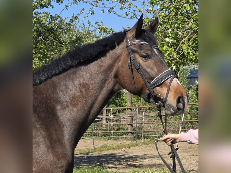 Hannover Giumenta 4 Anni 170 cm Baio in Wachtendonk