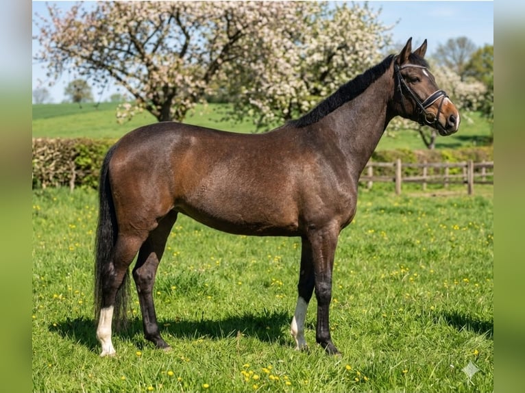 Hannover Giumenta 4 Anni 170 cm Baio in Wachtendonk