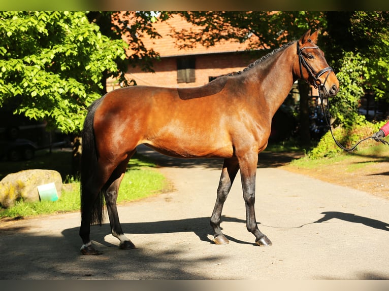 Hannover Giumenta 4 Anni 170 cm Baio in LandesbergenLandesbergen