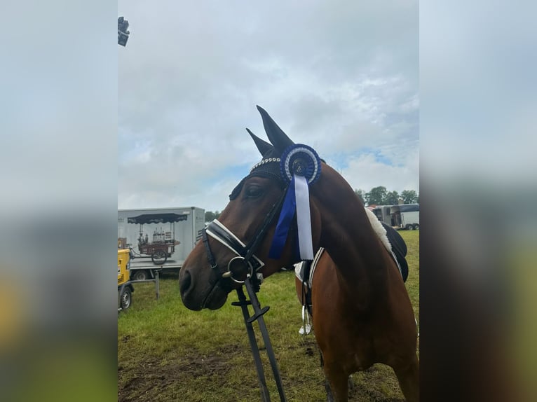 Hannover Giumenta 4 Anni 170 cm Baio in Scheeßel