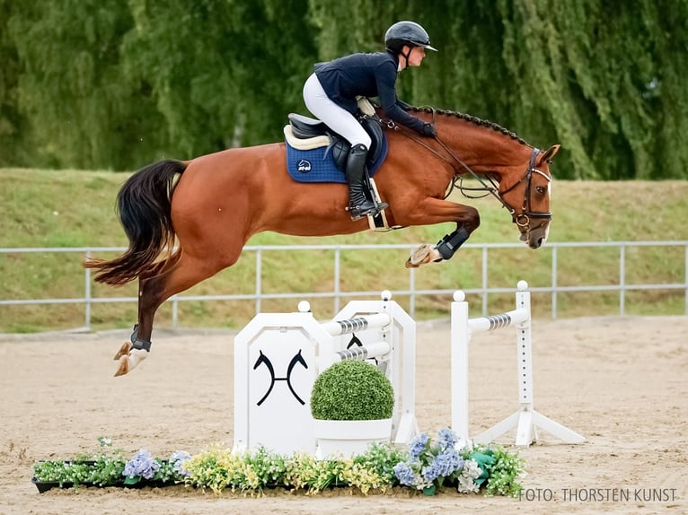 Hannover Giumenta 4 Anni 170 cm Baio in Verden